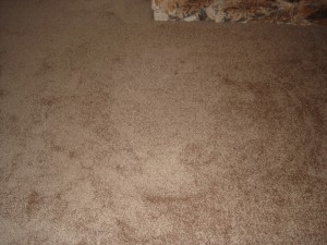 Can you see the carpet angel?